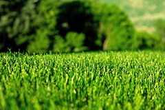 Идеальный дерн - без проблем! «Биологические» методы решения проблем газона